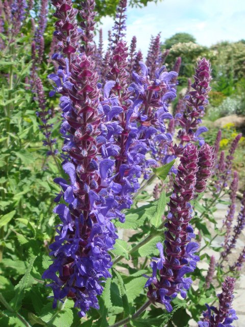 Salvia nemorosa 'Superba' fleur